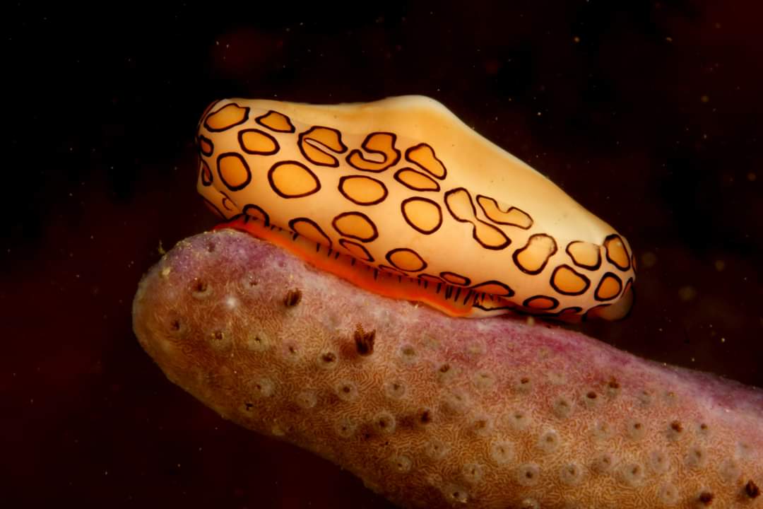 Preocupa a los expertos el efecto de la elevación de la temperatura del mar que provoca mortalidad en los corales y la cantidad de desechos plásticos que contaminan nuestro mar. 

Invito a todos a seguir esta expedición única que traerá resultados novedosos para Cuba. #BojeoACuba