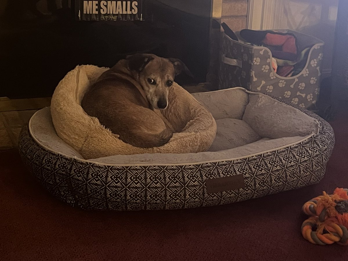 Faye, my puppy-niece, taking part in bed-ception for maximum coziness!