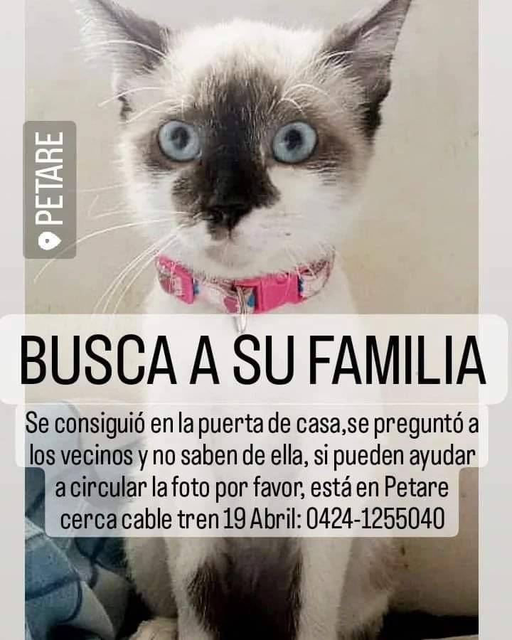 PerroUsuario's tweet photo. Se presume está EXTRAVIADA, Petare cerca cable tren 19 de Abril. Busca a su familia humana https://t.co/YAk6uDRzHZ