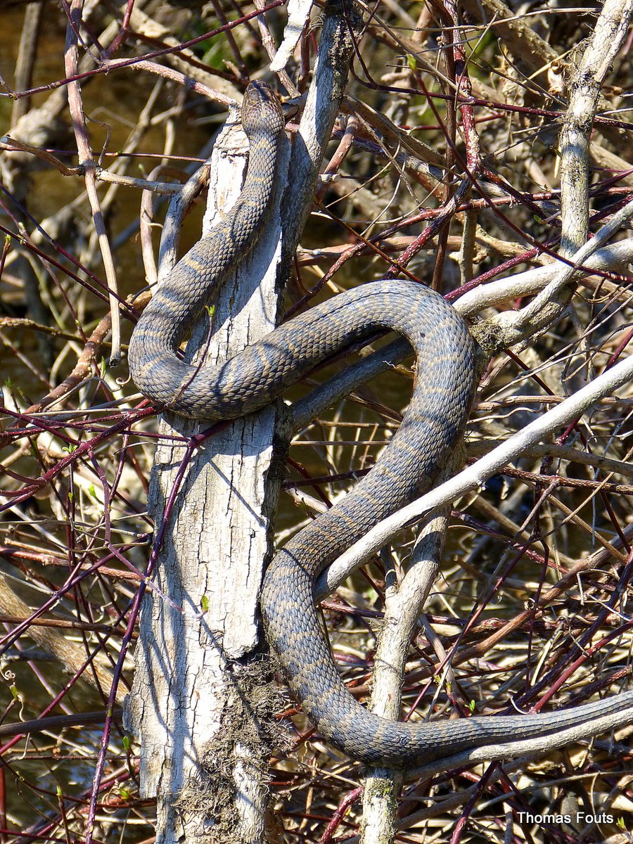 Northern Water Snake.