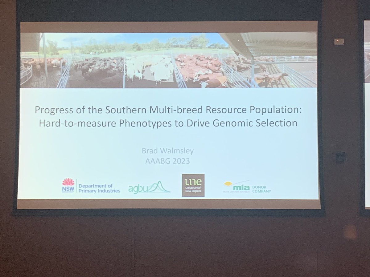 AGBU_GENE's tweet photo. Excited to share the progress of the Southern Multi-Breed project at #aaabg2023! Brad Walmsley from @agbu_gene / @nswdpi has been involved in groundbreaking work,  different breeds to unlock new insights into genetics and breeding. 🧬🐄 @UniNewEngland @meatlivestock https://t.co/mTO4qzPrfu