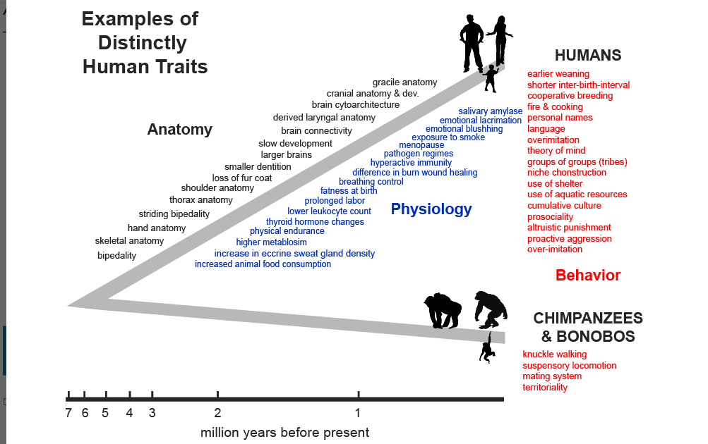 BiswapriyaMisra's tweet photo. And, NO, we #humans are NOT similar to #chimpanzees!
Even though #genome similarity claims to be 98.8% similar, more #functional #omes such as the #proteome, #transcriptome, the #metabolome and their #regulations make us very different in terms of #anatomy, #morphology etc. https://t.co/ytYad2746w
