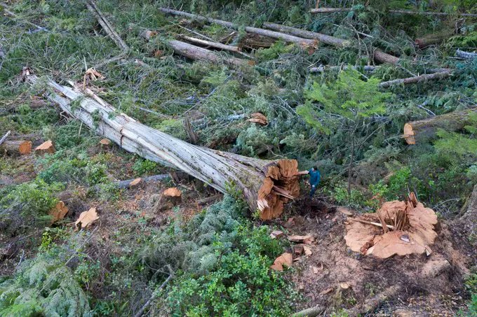 MikeHudema's tweet image. Shocking photos reveal the on-going destruction vital #oldgrowth forests in British Columbia. These forests are our shield against the climate crisis. 

Mo time to wait. Protect the Irreplaceable. #ActOnClimate 

#climate #biodiversity @bcndp #bcpoli Pics via @AncientForestBC