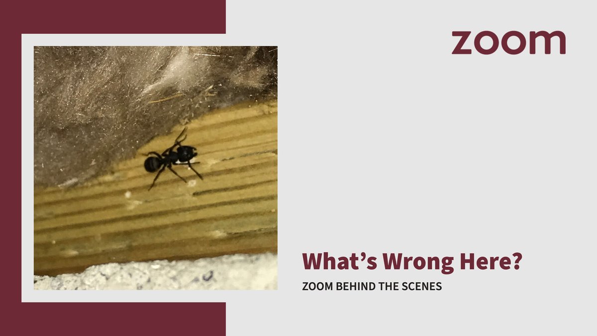home_zoom's tweet photo. While inspecting this #BothellHome, our team came across a #SatelliteColony of #CarpenterAnts enjoying some tasty floor joists. 🪵

Want to see more on-the-job finds like this? Sign up for our monthly newsletter to get the first look!

https://t.co/3ROnQfVI3S https://t.co/5xhcfvFDZ7