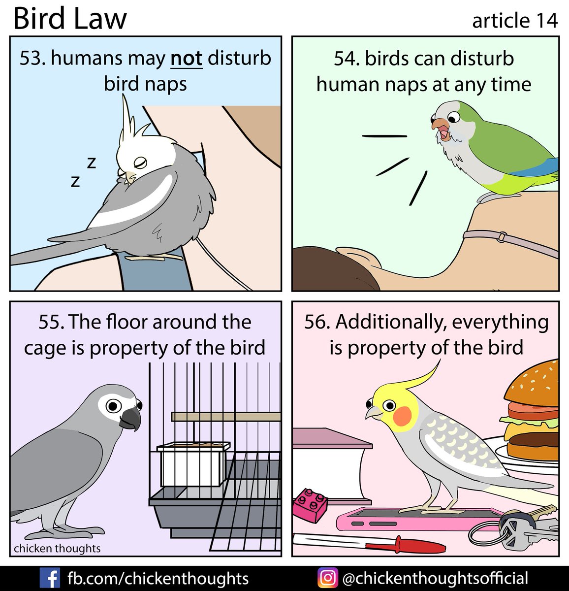 Bird law article 14 starring Peanut (in memorium), Tiger, Keoki, and Greta! 