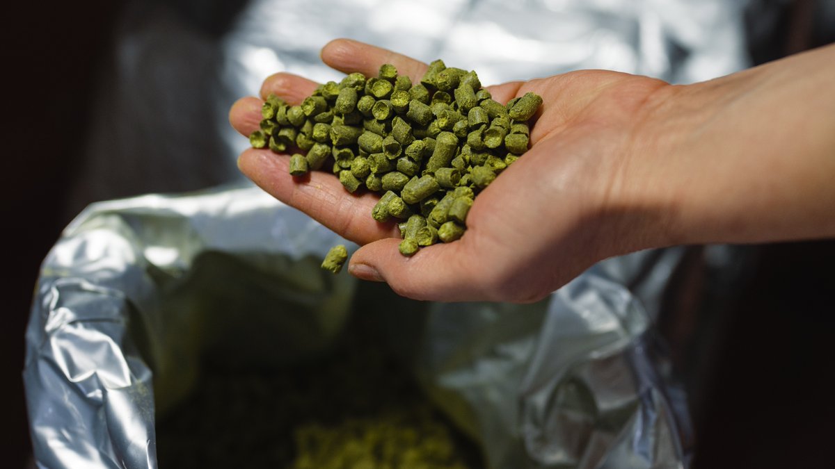 precisionferm's tweet image. We all love hops, but the act of #dryhopping has diminishing returns—using &amp;gt;2.1 lbs/bbl has shown to be wasteful. 

Explore a few strategies in our newest blog that can help you save thousands of dollars by reducing beer loss from dry-hopping. loom.ly/TPP9w3M