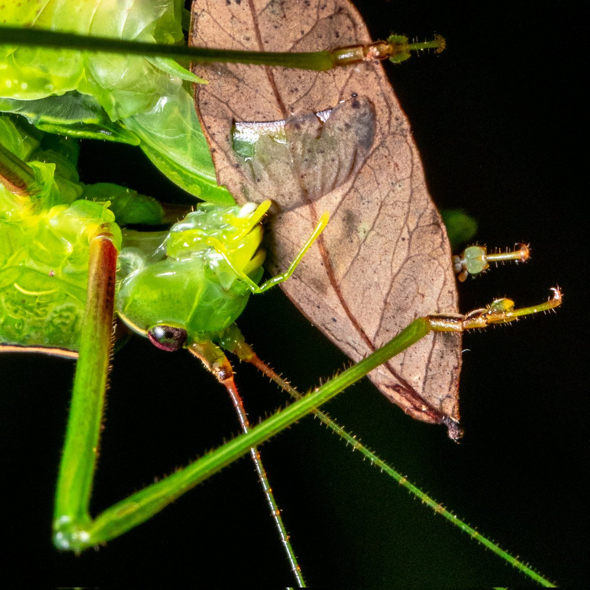 projetomantis's tweet photo. O ovipositor de uma esperança é como uma lâmina capaz de perfurar a superfície que ela se especializou em botar ovos. Nesse caso, essa espécie tem a incrível habilidade de colocá-los entre as duas faces de uma folha seca! O detalhe é impressionante. https://t.co/UDzH89javh