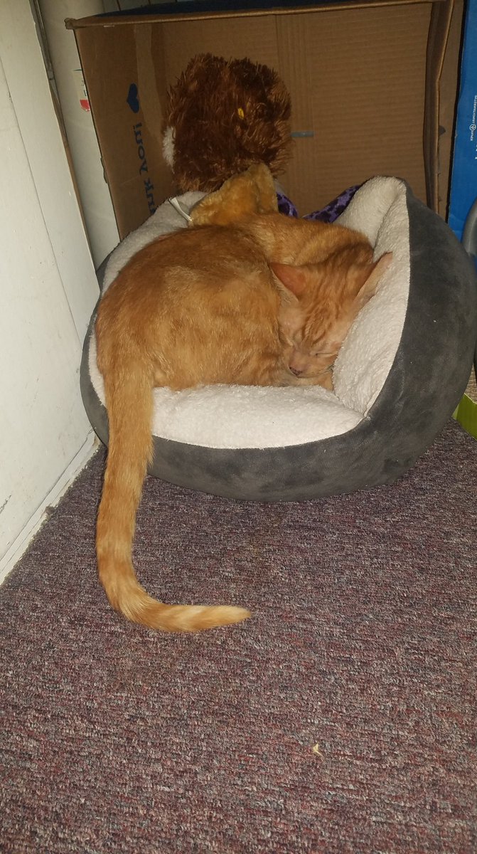 AlixJuls's tweet photo. I miss you so much buddy...you were my therapy cat...you always knew when I was upset and always knew what to do to make me feel better.  #rainbowbridge #ripvulpix https://t.co/C2cDaKEdlb