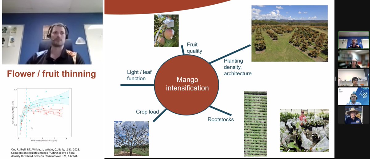 AgtacJcu's tweet photo. The National Tree Crop Intensification Program leads advances in productivity &amp; resilience through an improved understanding of #production systems, tree physiology, light dynamics, &amp; rootstock development. @DAFQld Ryan Orr presenting at the @AgtacJcu seminar series. @jcu #mango https://t.co/qewMfzwZRO