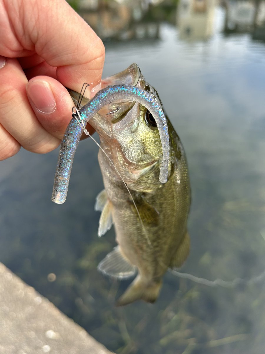 L3EiSQUoBq49gF1's tweet photo. ニューハーフスティックやっぱり釣れるわ…食い方に躊躇ない…
 #TASF
 #ニューハーフスティック https://t.co/jWghcMOtwN