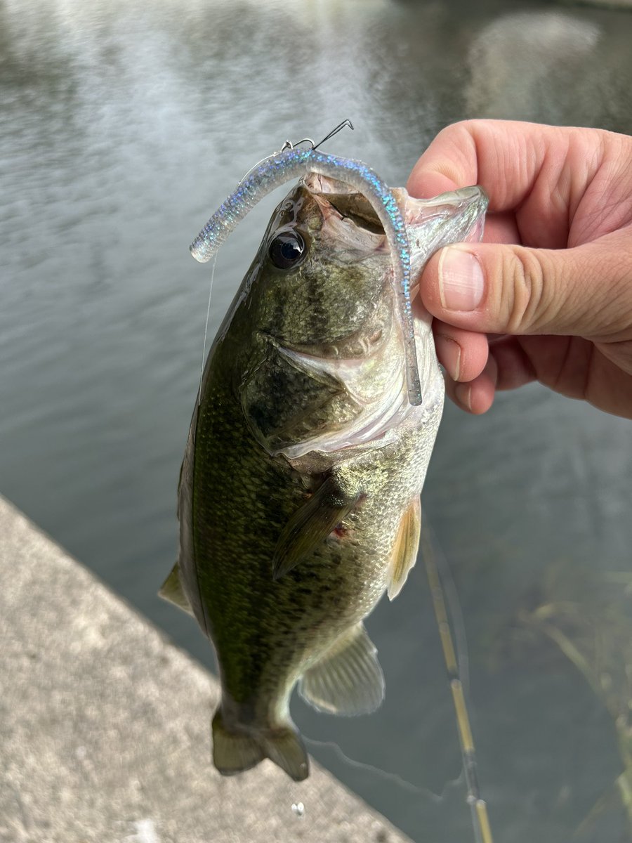 L3EiSQUoBq49gF1's tweet photo. ニューハーフスティックやっぱり釣れるわ…食い方に躊躇ない…
 #TASF
 #ニューハーフスティック https://t.co/jWghcMOtwN