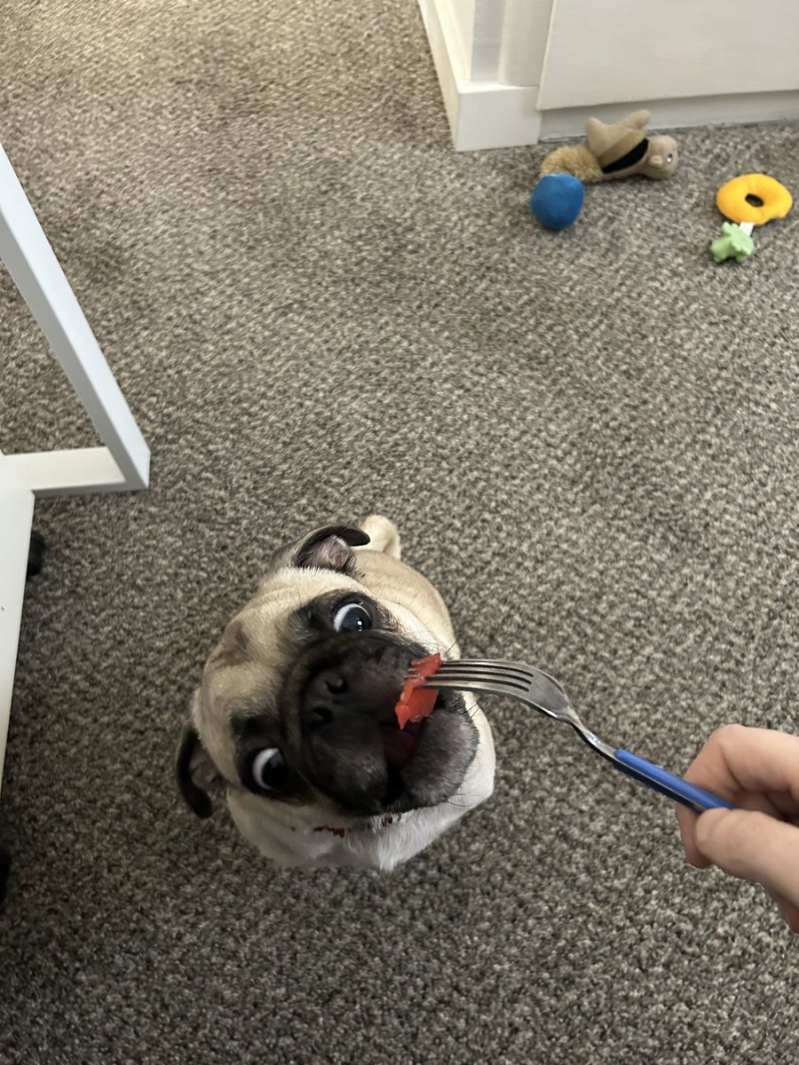PetuniaMaePug's tweet photo. Goodnight ๐ pals!! I know it is a bit early.. to say goodnight, but it has been a long day. ๐ถ Mum did share some watermelon ๐ with me for being da best pup assistant around. ๐ we got a walk in at lunch time โฐ too! Sweet dreams of ๐ท ๐พ ๐#dogsoftwittwer #ElizaandTunieStrong https://t.co/pBqe9ZYlI9