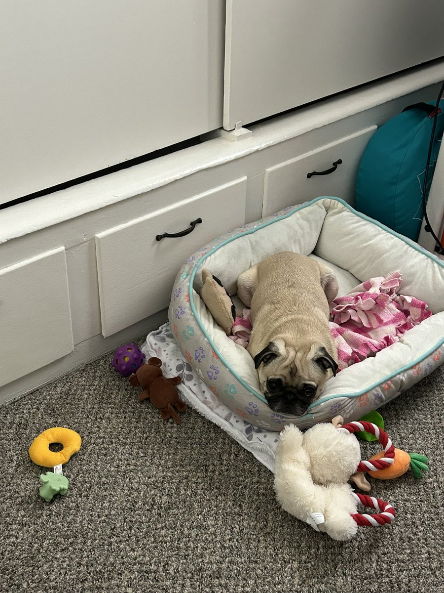 PetuniaMaePug's tweet photo. Goodnight ๐ pals!! I know it is a bit early.. to say goodnight, but it has been a long day. ๐ถ Mum did share some watermelon ๐ with me for being da best pup assistant around. ๐ we got a walk in at lunch time โฐ too! Sweet dreams of ๐ท ๐พ ๐#dogsoftwittwer #ElizaandTunieStrong https://t.co/pBqe9ZYlI9