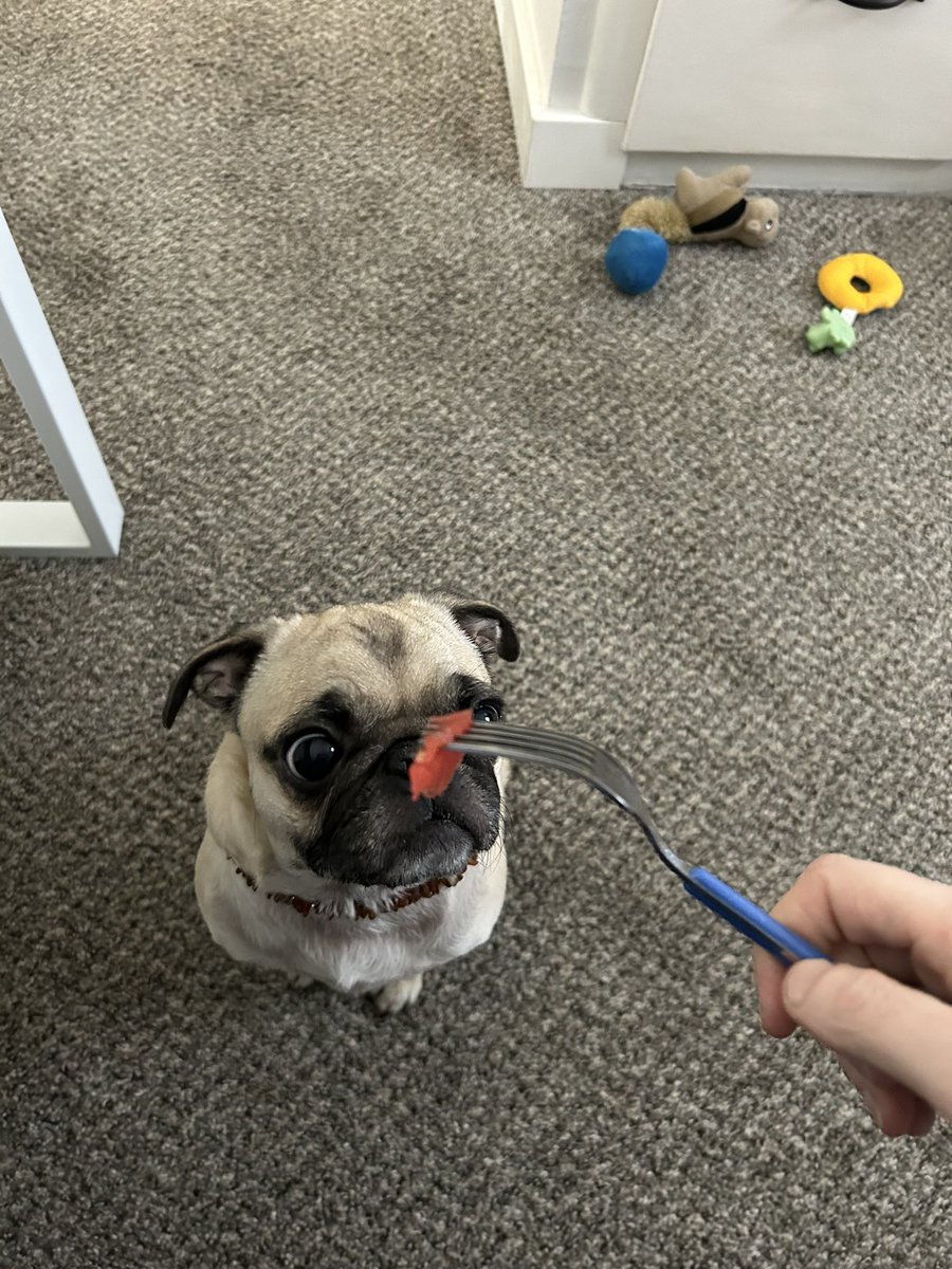 PetuniaMaePug's tweet photo. Goodnight ๐ pals!! I know it is a bit early.. to say goodnight, but it has been a long day. ๐ถ Mum did share some watermelon ๐ with me for being da best pup assistant around. ๐ we got a walk in at lunch time โฐ too! Sweet dreams of ๐ท ๐พ ๐#dogsoftwittwer #ElizaandTunieStrong https://t.co/pBqe9ZYlI9