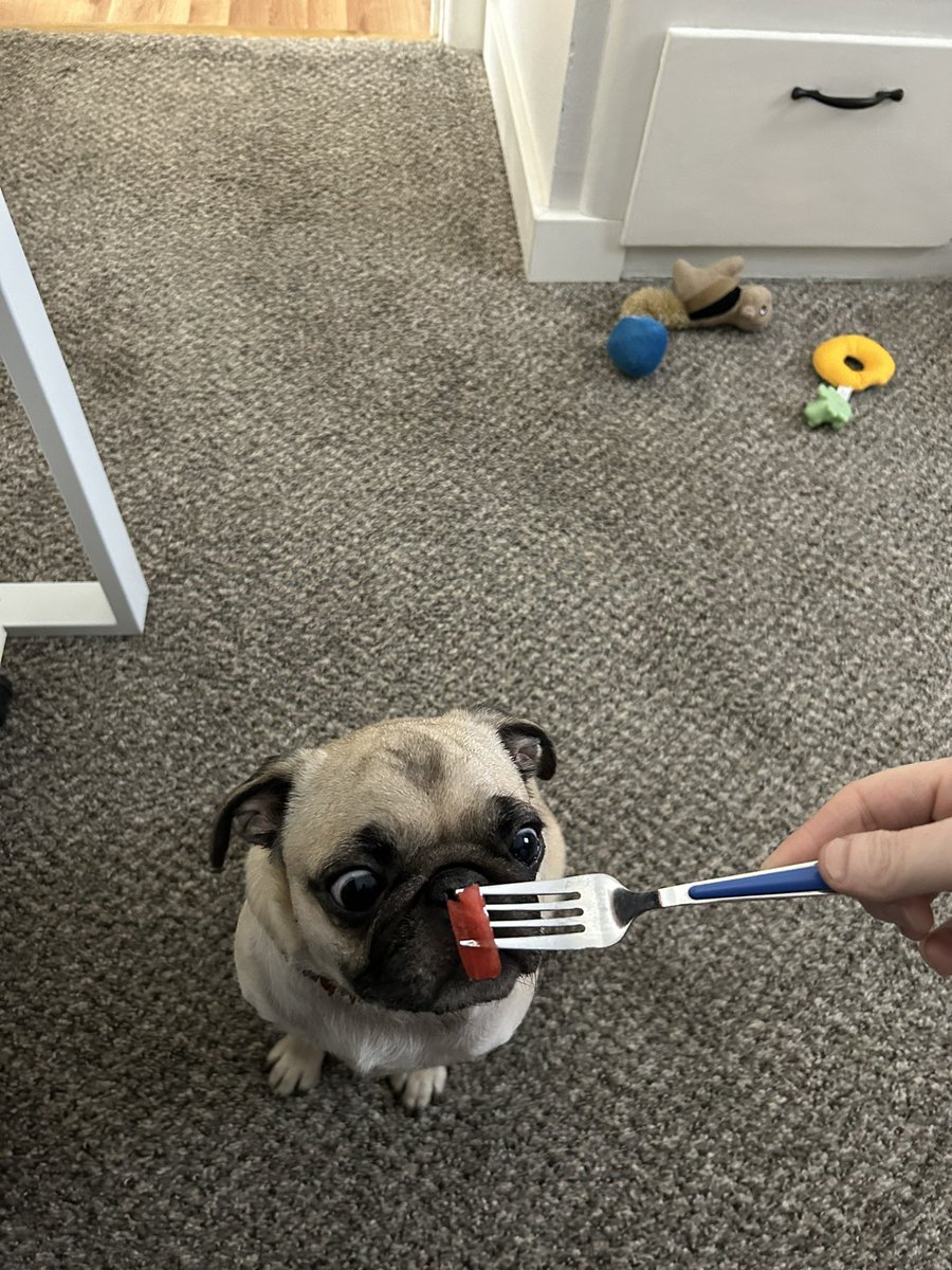 PetuniaMaePug's tweet photo. Goodnight ๐ pals!! I know it is a bit early.. to say goodnight, but it has been a long day. ๐ถ Mum did share some watermelon ๐ with me for being da best pup assistant around. ๐ we got a walk in at lunch time โฐ too! Sweet dreams of ๐ท ๐พ ๐#dogsoftwittwer #ElizaandTunieStrong https://t.co/pBqe9ZYlI9