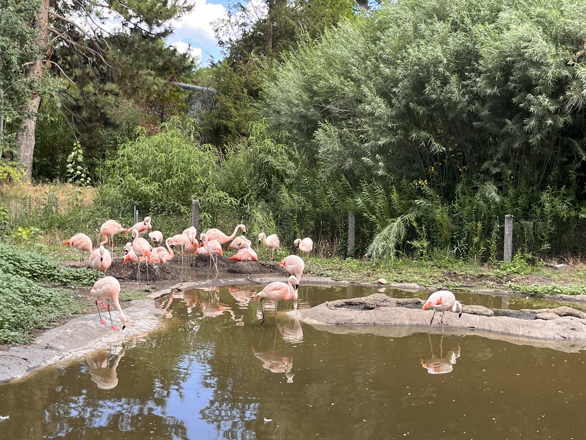 E_SantaMartinez's tweet photo. My @SaltLakeCC biology students visited @TracyAviary and learned so much about birds, their biology and conservation. Thanks for having us! 🦜🦚🦩
#saltlakecc #biology #fieldtrip #tracyaviary #utah #education https://t.co/ieGQQ8bZ9s