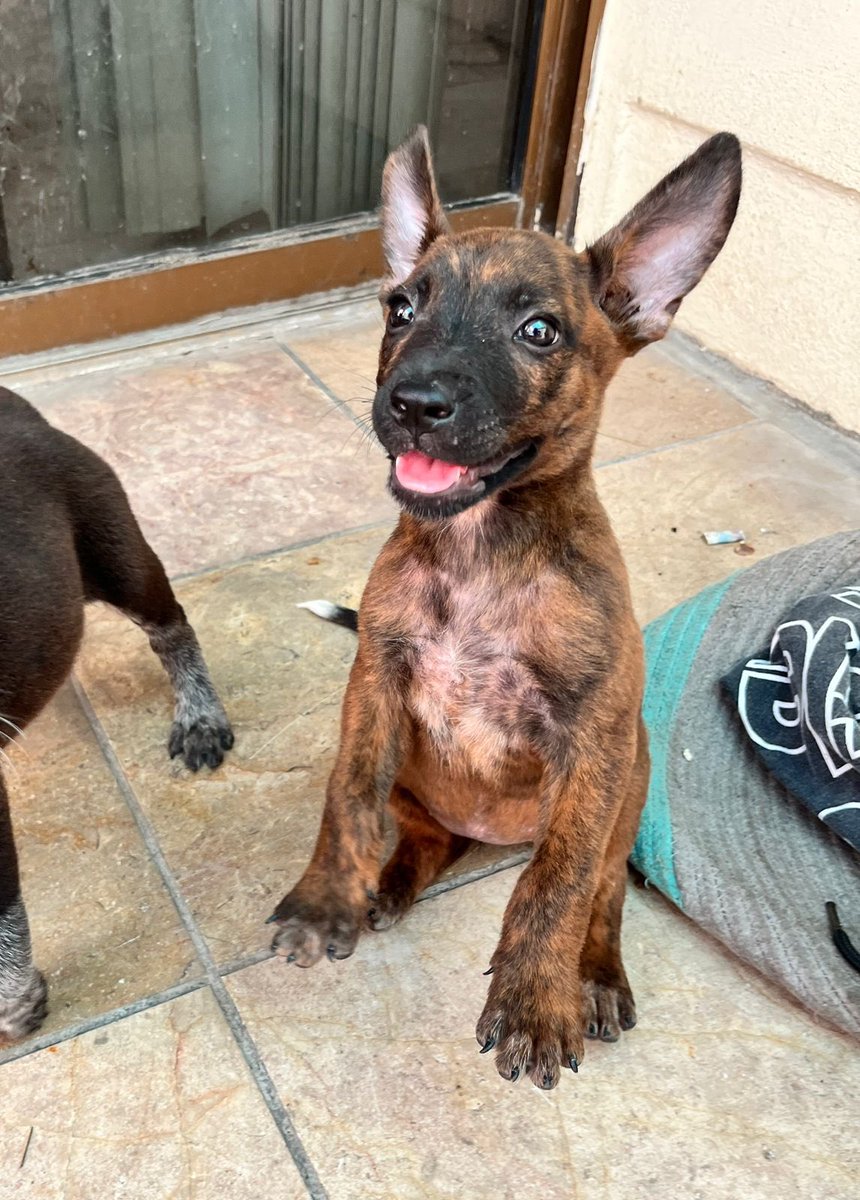 SussyoftheBULLshit. tweet media