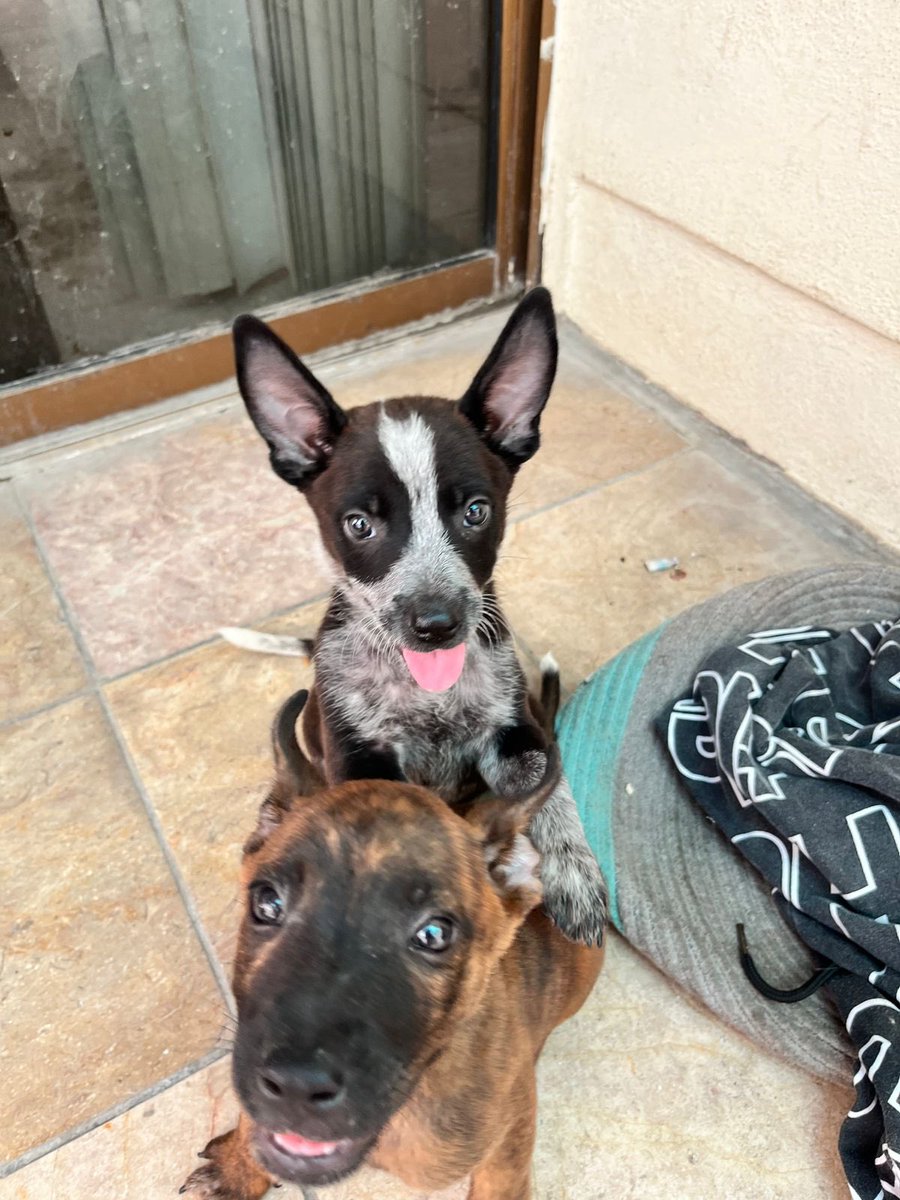 SussyoftheBULLshit. tweet media