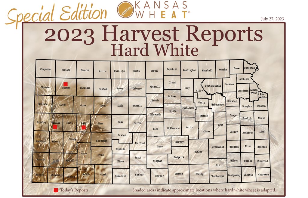 KansasWheat's tweet photo. Hard white wheat was seeded on 4.7% of Kansas’ 8.1 million acres, accounting for 380,700 acres. While SWKS abandoned acres, HW production increased in the north. Joe is the top-seeded variety. Proteins are above average. #wheatharvest23 #hardwhite #wheat https://t.co/XOAW7fspxs https://t.co/SYg8E60zca