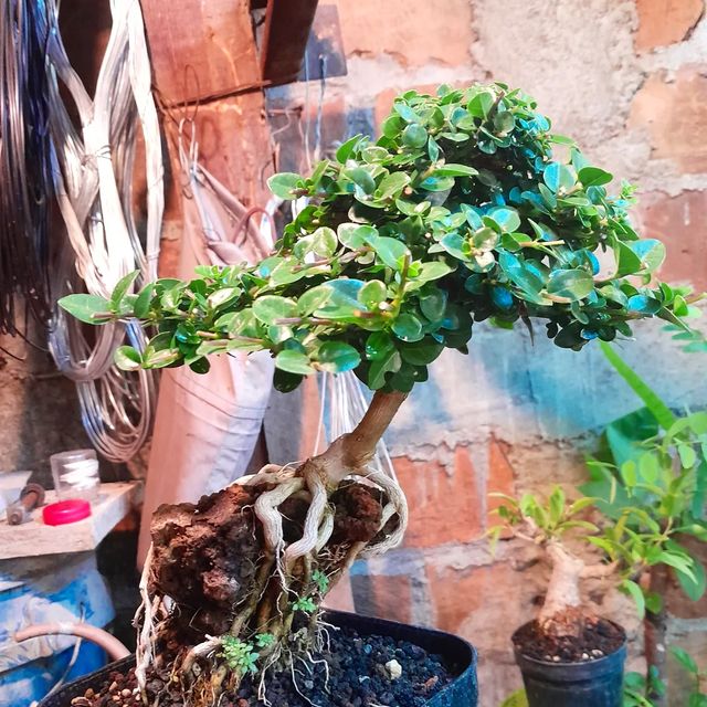 _3shiro's tweet photo. otro proyecto... aun le falta, pero ahí vamos ☝🙏 #premna #proyecto #raices #sobre #roca #bonsaisobreroca #bonsai #bonsaitree #bonsaiwork #bonsaitips #bonsai4all #bonsai4me https://t.co/AkAVPdo0Cf