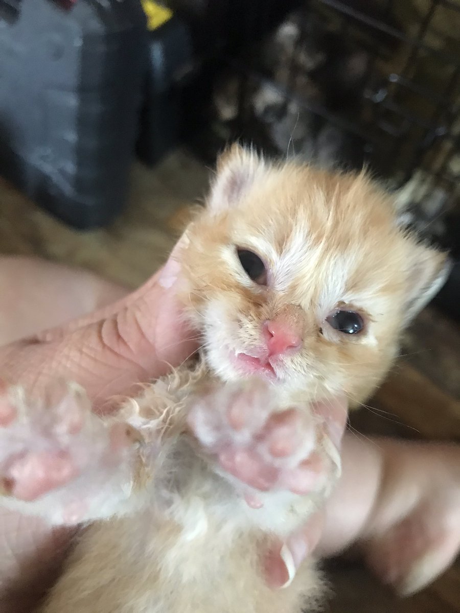 Papaya, Kiwi Berry, Citron, and Grapefruit 🍊🍋🥭🥝