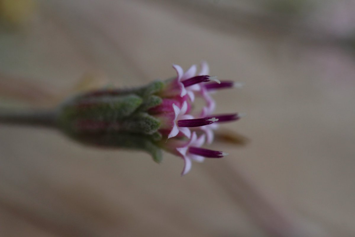 What a wonderful time at #Botany2023! Saw some great plants, caught up with friends/met new ones, and had a blast talking about Capitol Reef NP’s florivorous fruit flies. See you next year!