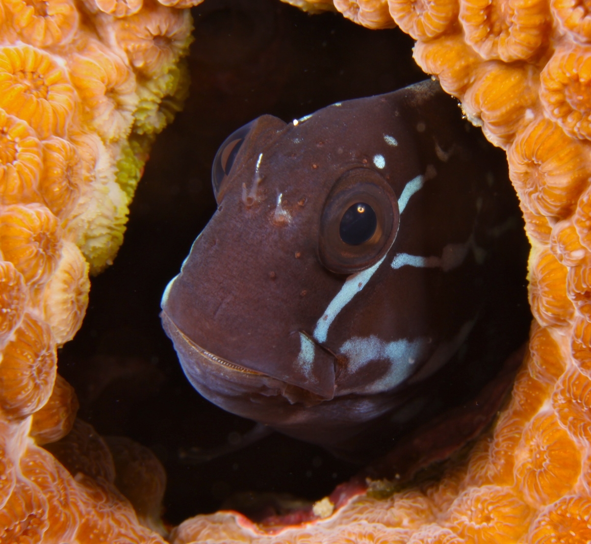 Blennies forever! Who else loves photographing blenny fish?