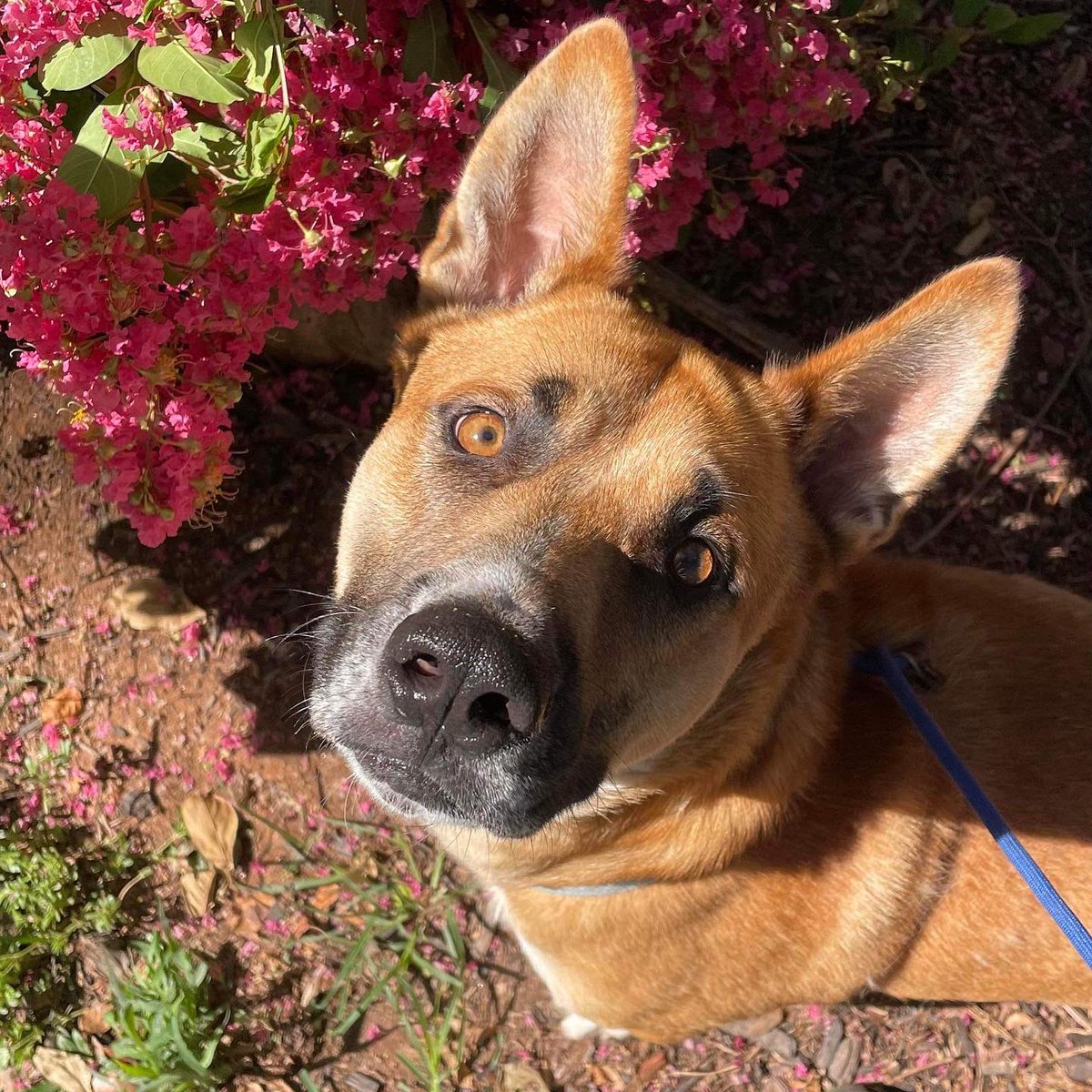 Meet Dingo, a 3yo husky/shep mix. Dingo is 59 lbs, good on leash, dog and friendly, crate trained, and available for adoption of foster at nycscr.org