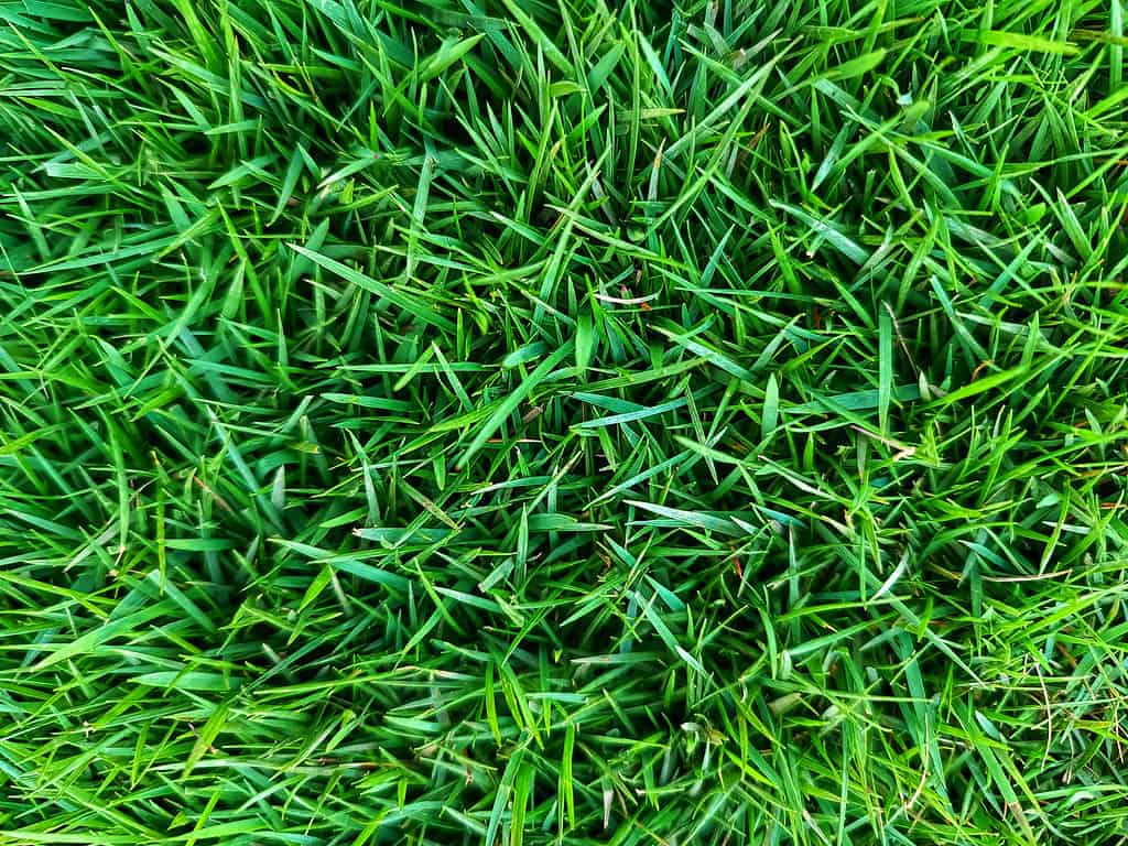BTSgreenhouse's tweet photo. Complimentary grass for all of us to touch, you're welcome. https://t.co/J4TJa4QUsD