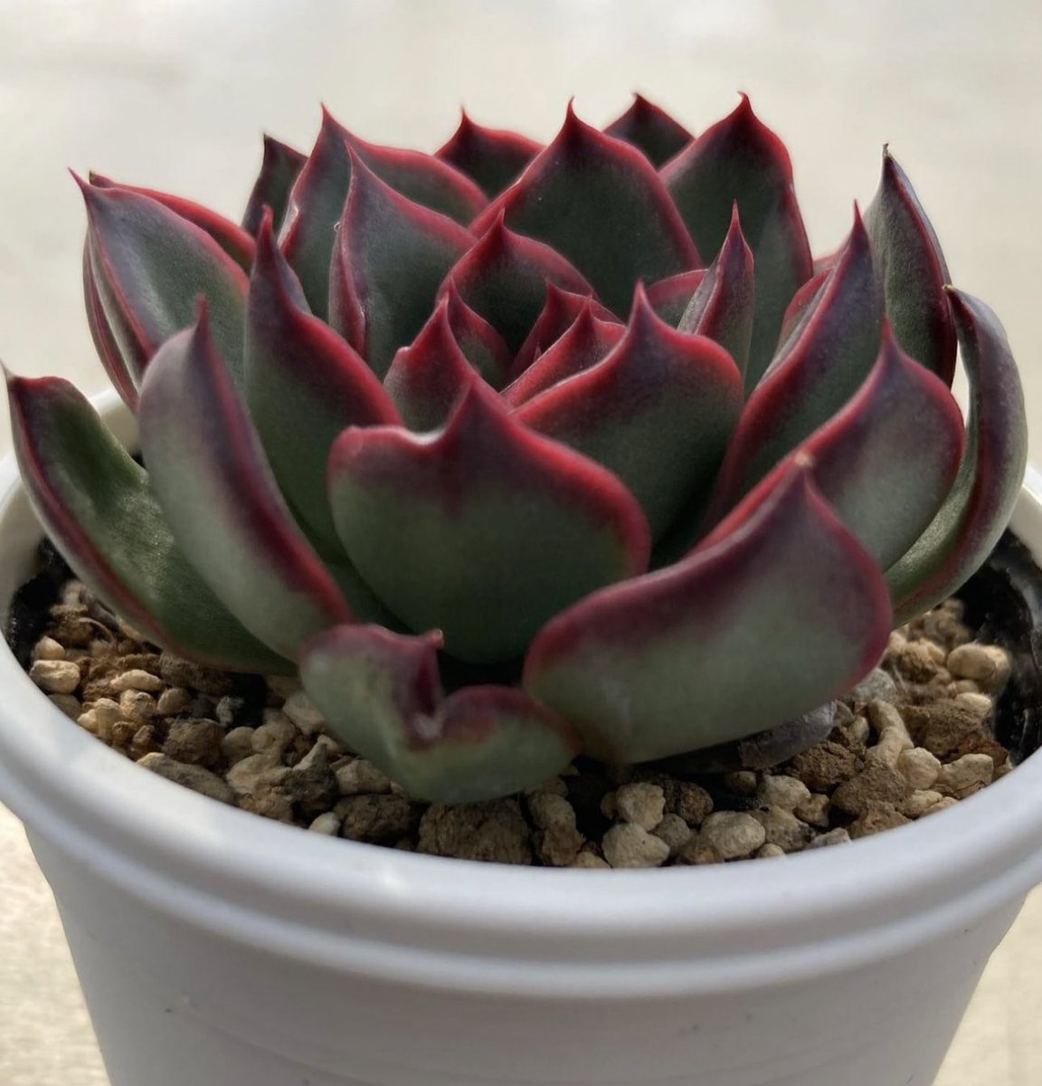 優木園 嫁 (@seicyanmama) / Posts / X