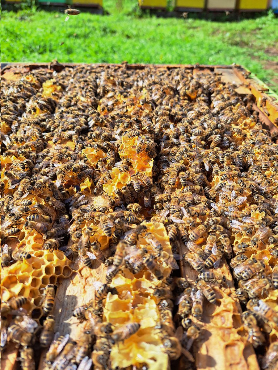 Las cámaras de cría están con 8 marcos de cría desarrollados completamente! Es momento de recolectar miel de tebo! 🍯🌼🍯
