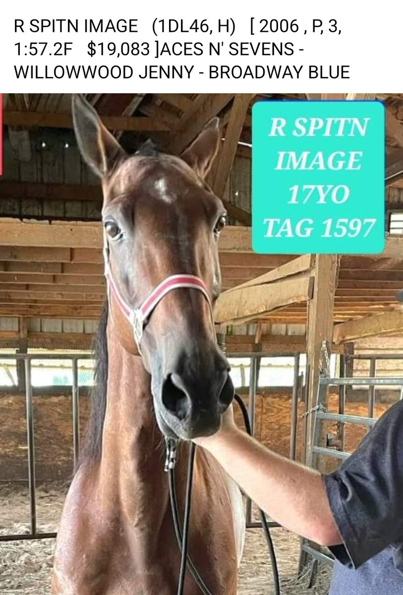 SRF_SOSS's tweet photo. R SPITN IMAGE SHIPS FOR SLAUGH-TER Sun 7/30. He raced 51 times until he was only 5 yo.  He has been used as transportation for 12 years! Now 17 yo begging to escape this awful place! Please SHARE,  DONATE,  OFFER HOME 🙏
🐎
https://t.co/Gzxpjh0P83
🏥
https://t.co/6I4wVZcHrR https://t.co/QhHibIjBfC