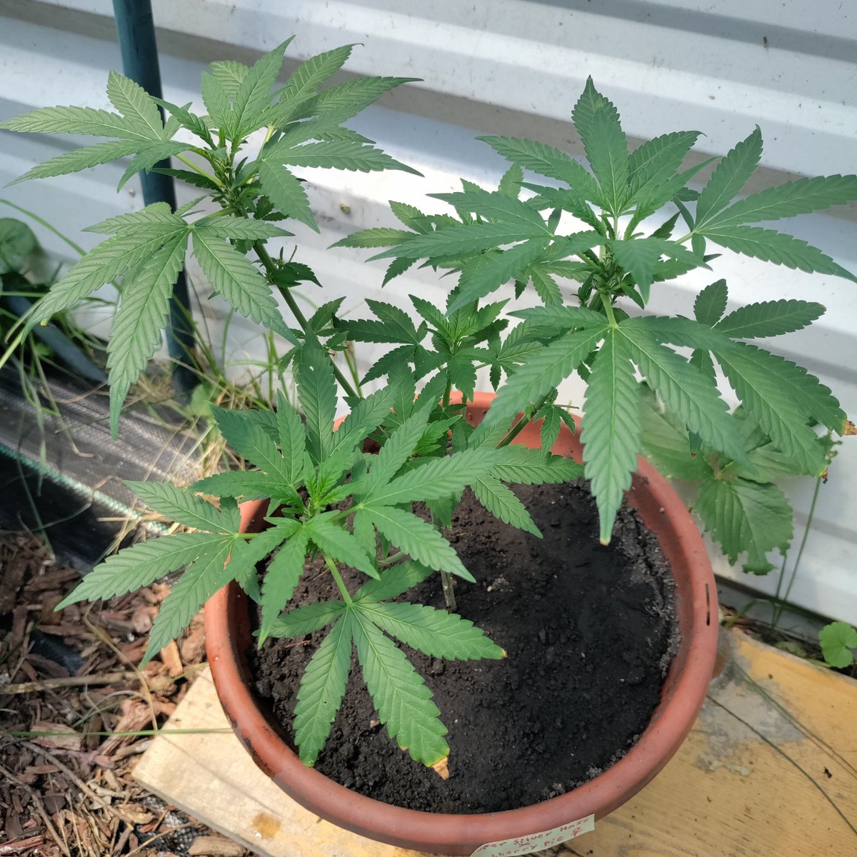dwin666's tweet photo. #irvinearmy update!
@breeder_j @irvineseedco
πSuper Silver Haze X Cherry Pie π
She gonna be a fast flower I see πͺπΎ very exciting. π #growyourown #CannabisCommunity #Mmemberville #cannabisculture #Weedmob #cannabisusa #level1tester https://t.co/QCdUkfCInU