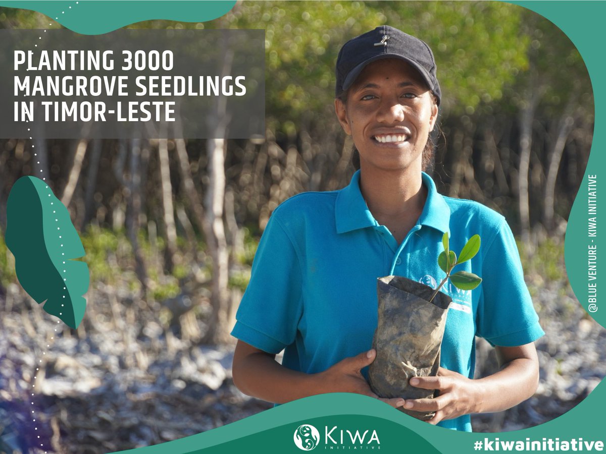 Planting 3000 #mangrove seedlings in #TimorLeste on #WorldMangroveDay🍃🙂 

➡️ Learn more about this project: urlz.fr/mJKh