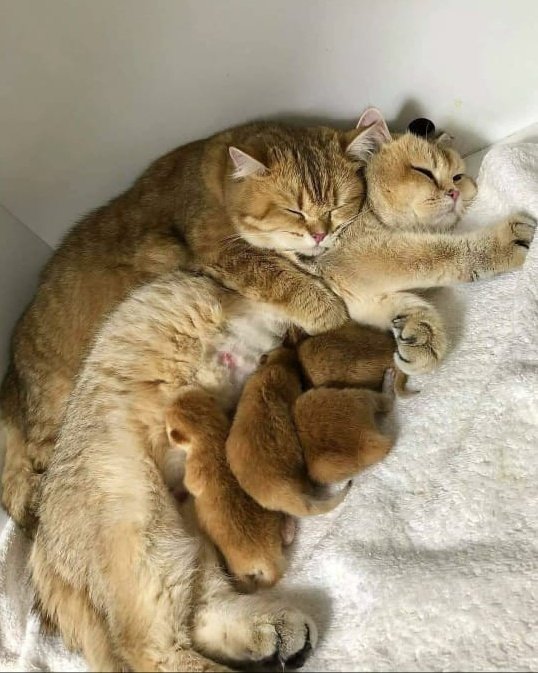 Why you should have a cat tweet media