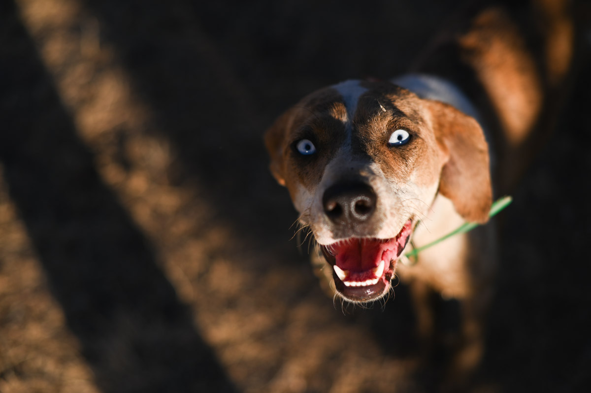 California Cattle Council tweet media