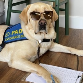 PADSdogs's tweet image. It&apos;s almost Fri-YAY! You know what that means 😏 time to bust out the sunglasses 😎 and get ready to party like a puppy!

Want to party with the PADS dogs? Come volunteer with us! See more at pads.ca/volunteer

#padsdogs #puppyparty
