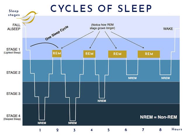 asad_maqbool's tweet photo. There are different stages of sleep. Your mind (and body) cycle through these different stages. As your sleep progresses, the composition of each sleep cycle changes. Late sleep cycles have much more REM sleep than earlier sleep cycles. https://t.co/QGUKvUHqIp