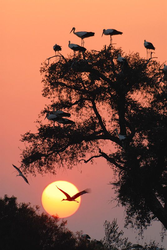 🏛️🕊️🦩It's time for the birds to go home before it gets too dark!🦩🕊️🏛️ #ThursdayMotivation #Tursdayfeeling #thursdayvibes #Butterflies #TrumpIndictment