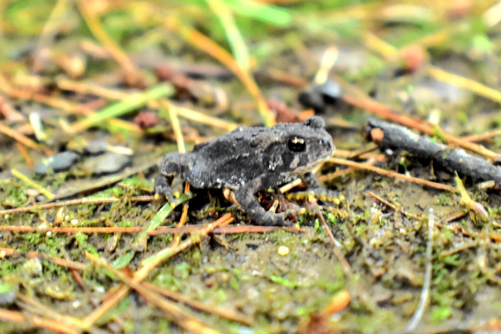yanneyboy1's tweet photo. Came upon this tiny little fella today. 🔍👀

#toad #coolcreature #observingnature https://t.co/BsSrTU2NyK