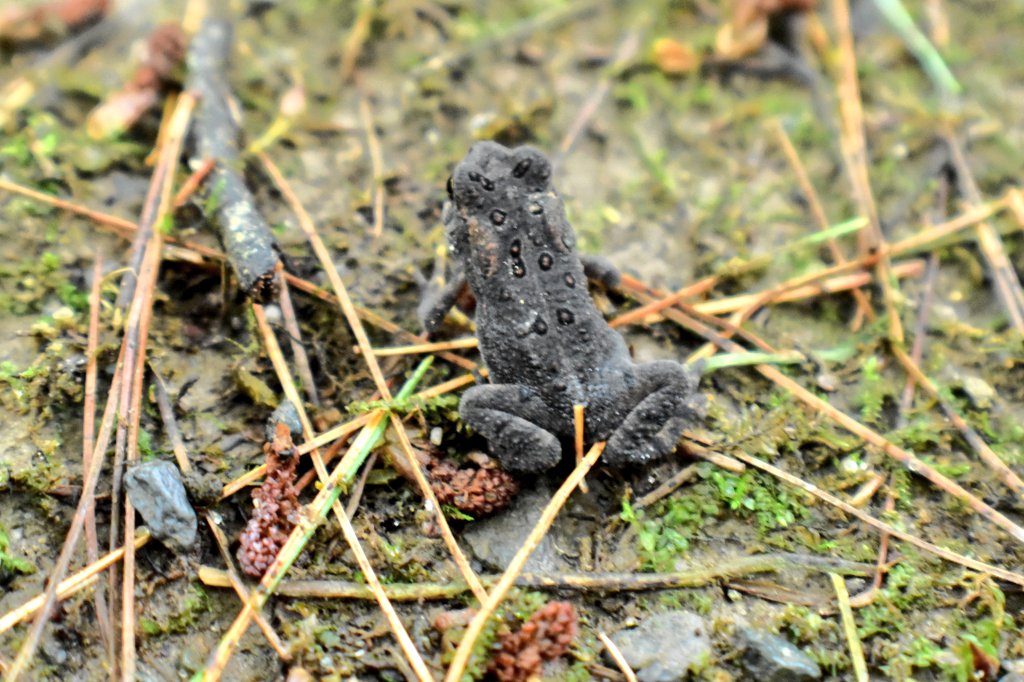 yanneyboy1's tweet photo. Came upon this tiny little fella today. 🔍👀

#toad #coolcreature #observingnature https://t.co/BsSrTU2NyK