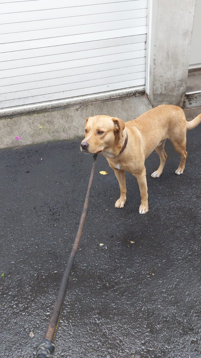 Encontramos a este perrito por Tizapán San Ángel! Es súper mansito, educado, y se ve limpio y bien cuidado 

Creemos que está perdido, ayúdenme a encontrar a su familia! 

Si no, ayuden a encontrarle una familia para siempre 🩷