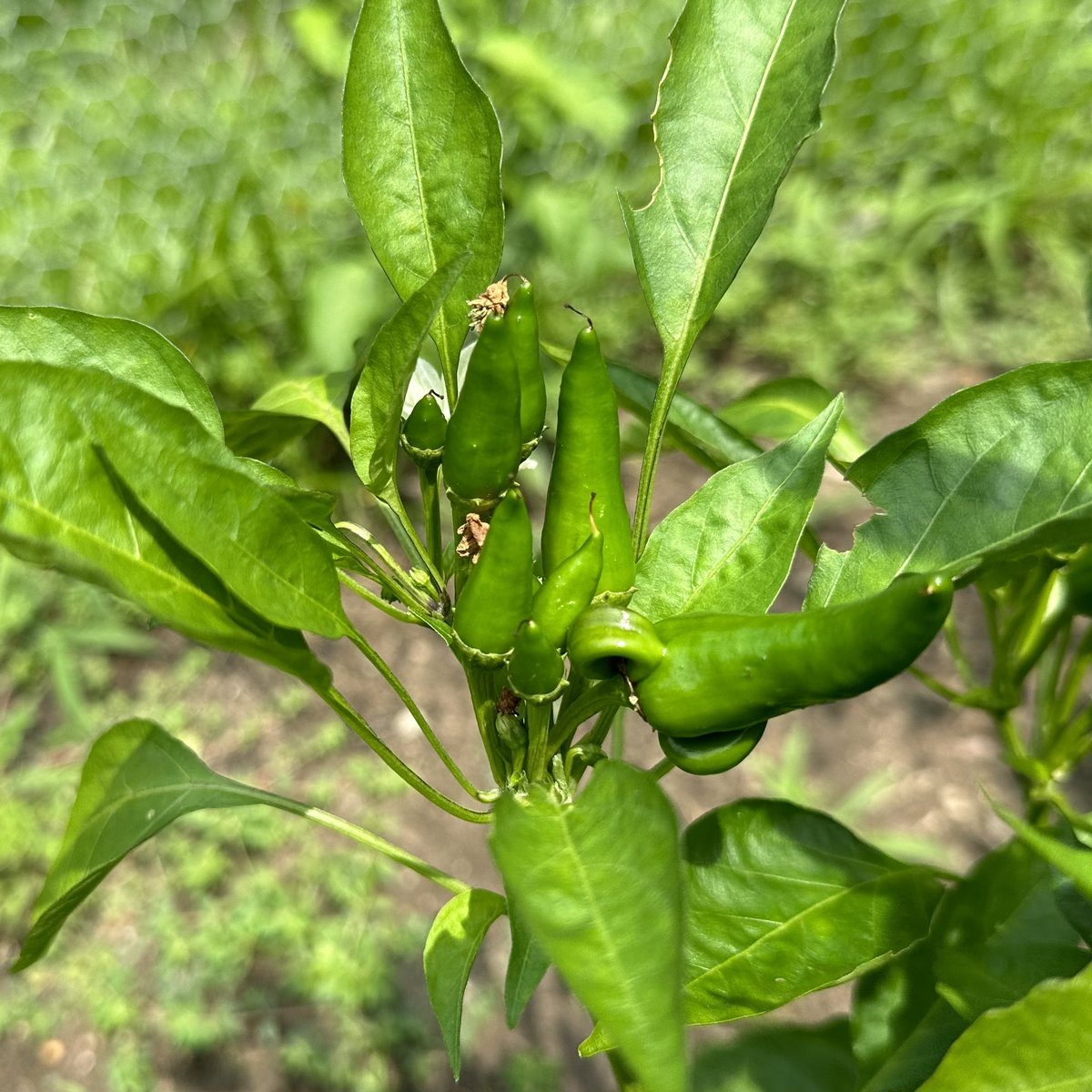 majeikstagram's tweet photo. Mirasol Peppers 🌶️ inbound! Mirasol means “looking at the sun” - these unique peppers grow upwards, towards the sun. 

Once they turn red, they’ll be ready to harvest. 

#CapsicumAnnuum #homestead https://t.co/UK6jdLkHEq