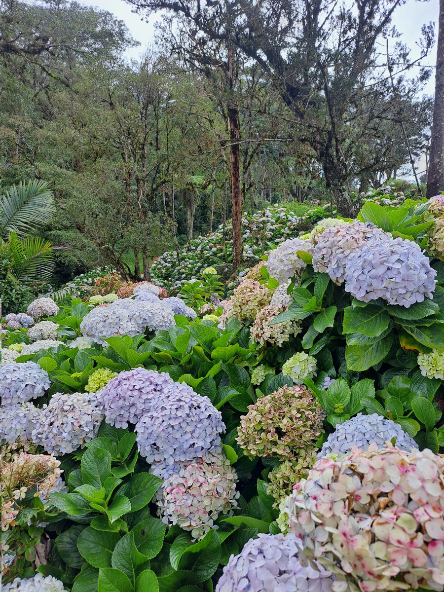 EDAnza02's tweet photo. Que rico fue la Colonia Tovar 🇩🇪📍
.
.
.
.
.
#Venezuela #ColoniaTovar #Jardines #Naturaleza #Turismo #Hortensias #RinconVenezolano #PequeñaAlemania #SiguemeYTeSigo #Green #Travel https://t.co/M1KfJqX2LC