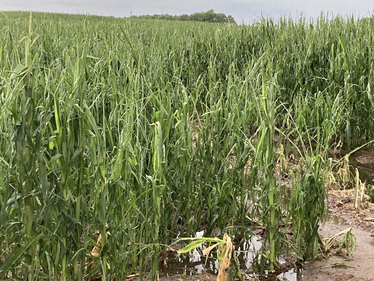 Frank Beel tweet media