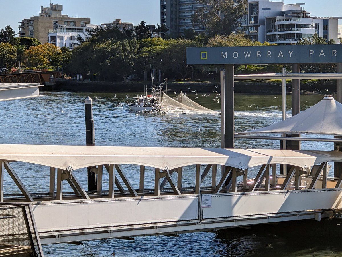Plenty of pelicans and seagulls looking for a feed from this trawler on the Brisbane River.

#birds #fishing #BirdsOfTwitter #Brisbane #birdwatching #boats #birding #BirdTwitter