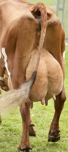 GaydolfHitler's tweet photo. @RonFilipkowski 🦏💨…blah blah blah https://t.co/fa1SX1fLsv
