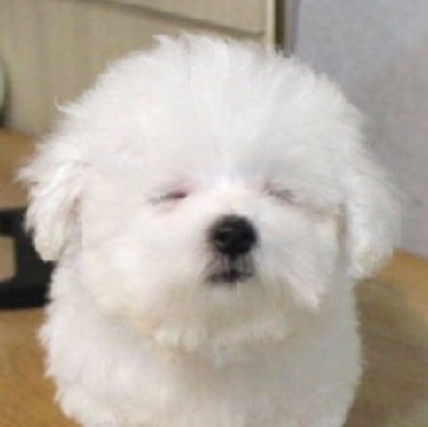 hao puppy  ૮˶- ﻌ -˶ა