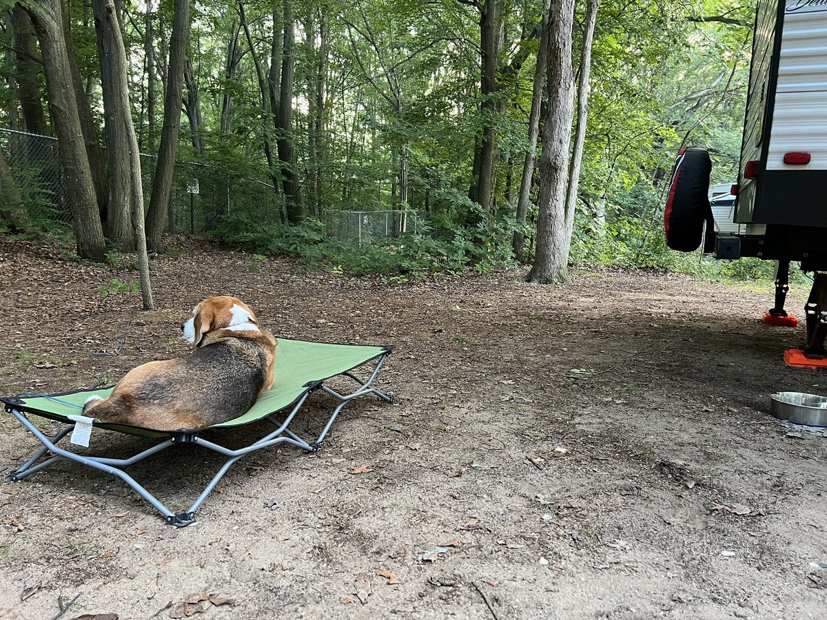 HoundDogLove1's tweet photo. Pete has assumed his camping role, chipmunk/squirrel watch. Gotta make sure the site is secure! #camping #beaglelife #nature #michiganstateparks https://t.co/rImtBNSEY2