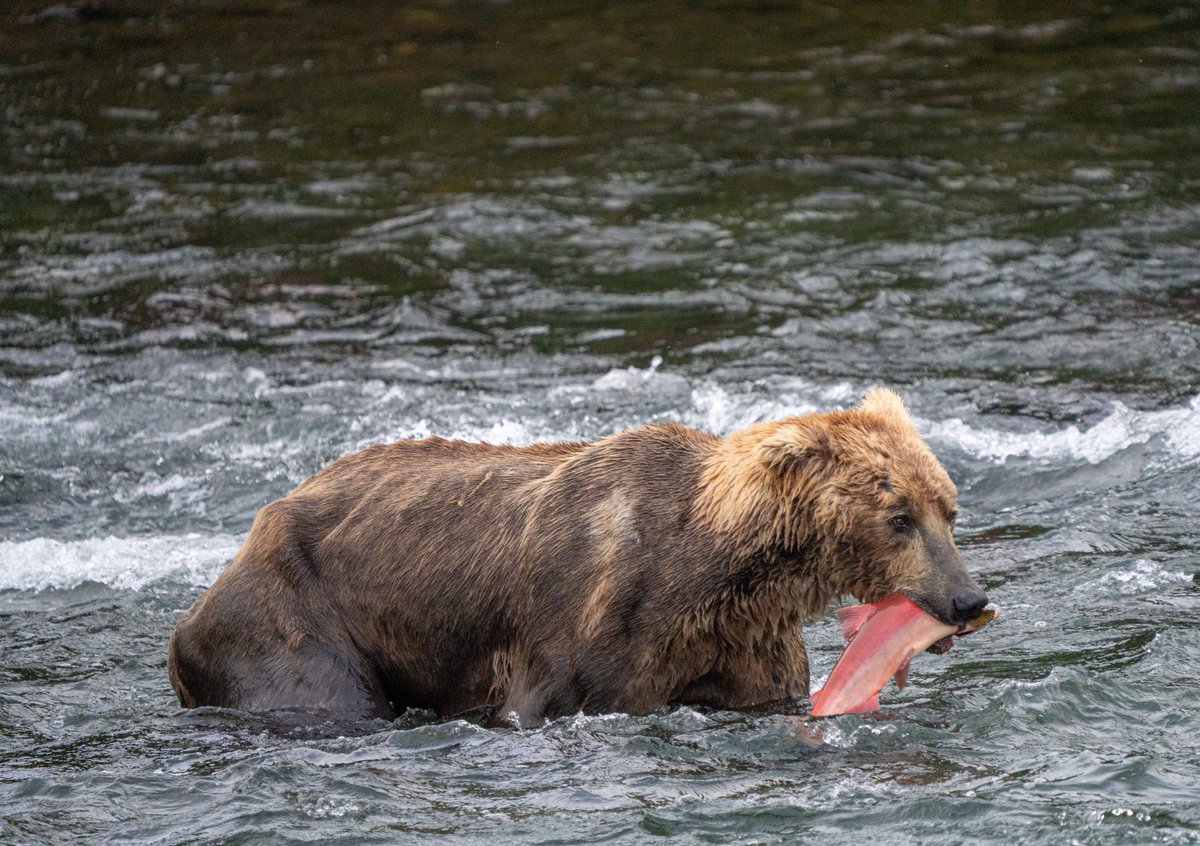 KatmaiNPS's tweet photo. Breaking news: 480 Otis is back! 🎉 (You can breathe again.)

480 Otis has returned to Brooks River and he's catching fish at the falls. 🙂🐟

Even at his age, he's still expertly catching fish and continues to surprise us. 👑 🐻

Photo credit: NPS Photo/F. Jimenez https://t.co/6c5BIvoeVk